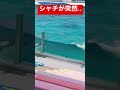 シャチが突然 #鴨川シーワールド #シャチ #orca #ルーナ #水遊び #水浴び #を眺めるラン #Shorts