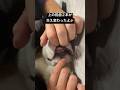 乳歯から永久歯に生え変わっていた赤ちゃんバーニーズ #大型犬 #バーニーズマウンテンドッグ #bernesemountaindog