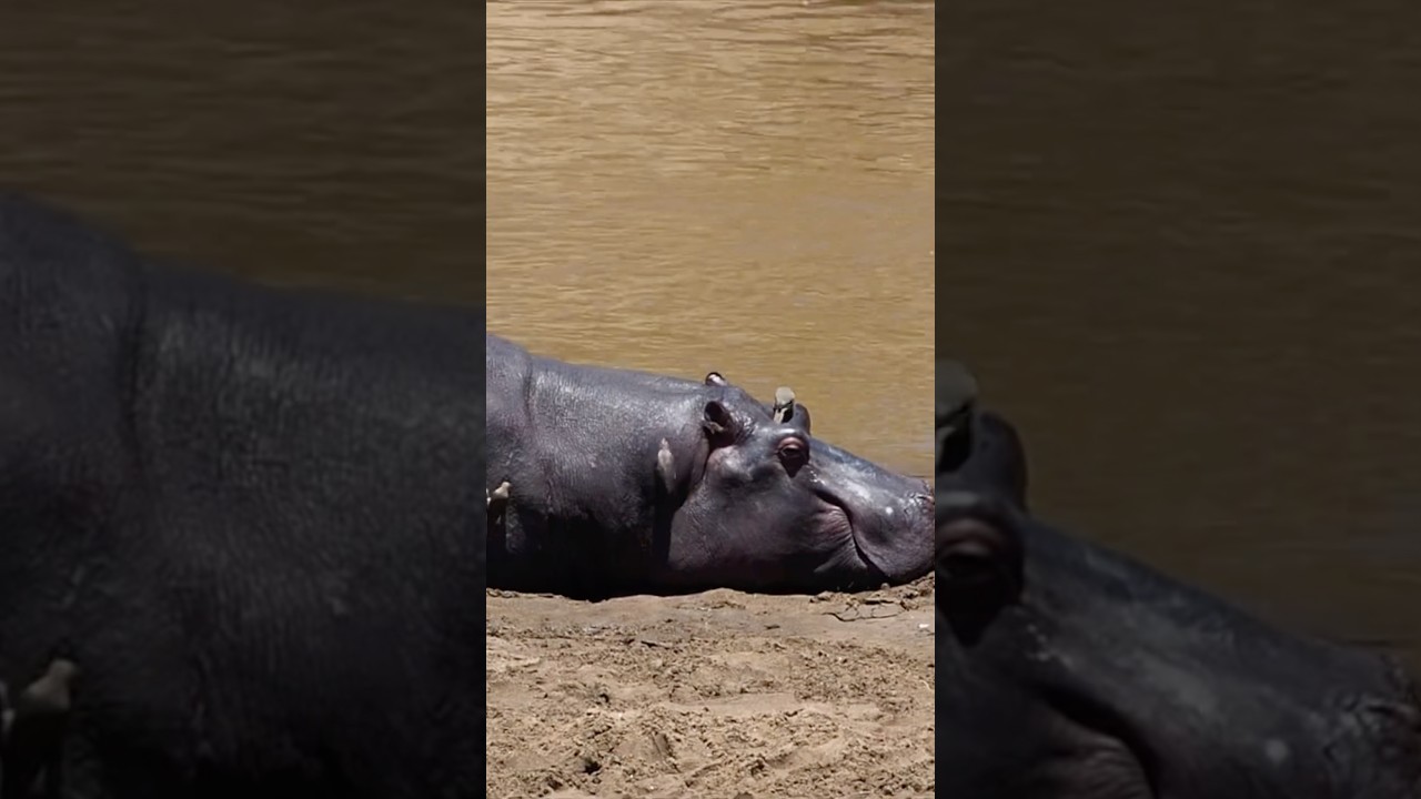 Hippo enjoying a spa treatment!