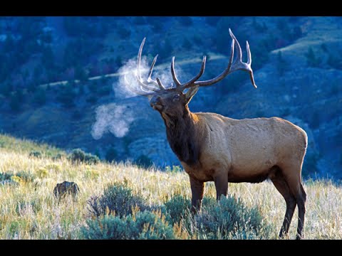 Βίντεο: Ποια είναι τα κέρατα του Altai Maral