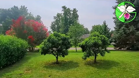 Favorite landscaping plants for USDA zone 6 • See how big they will grow!