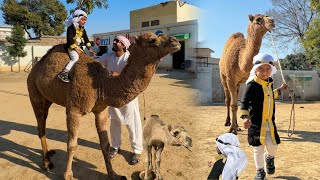 Ibrahim Ko Camel Ride Krai | Rony Lag Gea 😀