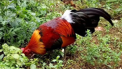 Suab qaib cuab pom 1 qua zoo 2020 + tiếng gà trống f1 mồi tốt nhất 2020