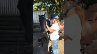 Jigsaw - Handled And Ridden By An 11Yo Girl.