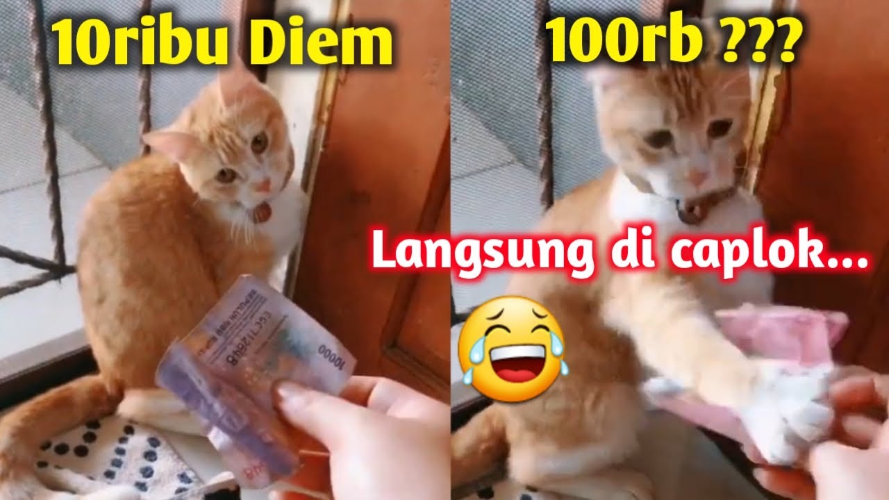 Video Kucing Paling Lucu Dan Menggemaskan Tik Tok Cat Lover YouTube