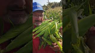 BAGGING SWEETCORN CHECK OUT THE NEW SHUCK BUDDY #shuckbuddy