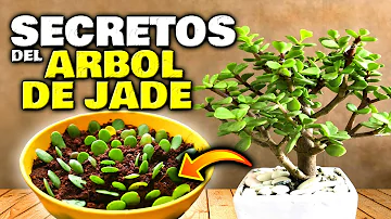 ¿Llevar jade da suerte?