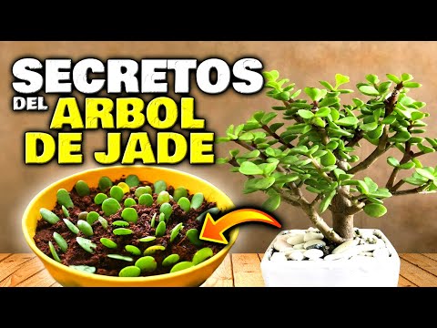 Video: ¿A los jades les gusta estar ligados a la raíz?
