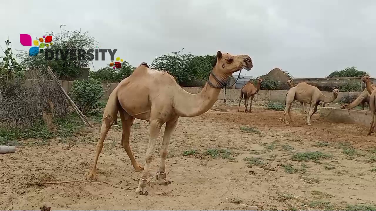 Fighter camel of mazari camel farm || Camel beauty of desert || Mazari camel farm islamkot