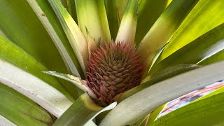 Download Lagu Got a little pineapple 🍍  MP3