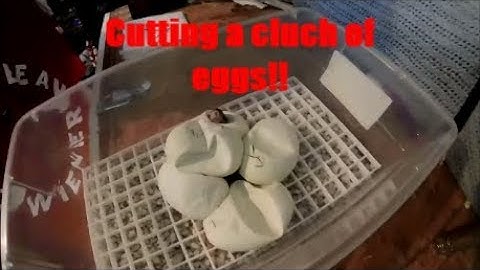Cutting ball python  eggs !!