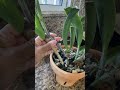 Lo que no te dicen en el vivero cuando compras una orquídea cattleya