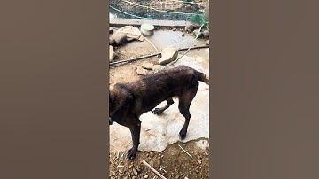 Buổi trưa về thăm Con Lu // Nhìn Lu vui mừng chủ mới - tronpiu vlog #shorts