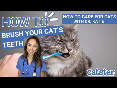वीडियो: अपनी बिल्ली के दाँत साफ़ रखने की आवश्यकता