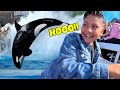 UNA BALLENA NOS ATACA | Visitamos el SeaWorld de San Diego | Family Juega