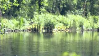 Strings Of My Heart - Pete Masitti