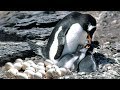 What Mother Penguin Laying Egg And Feeding Her Baby So Sweet