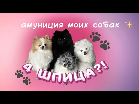 Видео: 4 ШПИЦА?! Что есть у моих собак? Игрушки, амуниция и другое 🐾💕