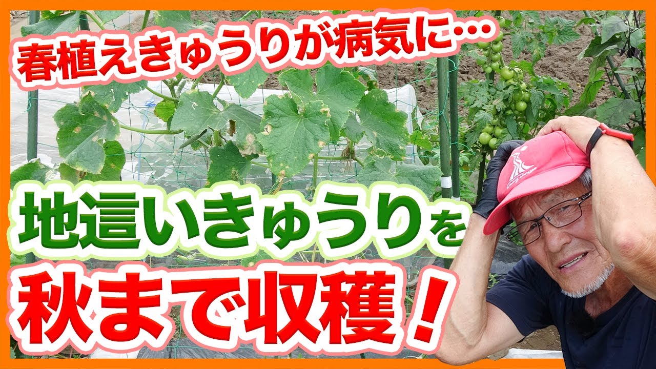 Tips for switching to cucumbers learned from Japanese farmers
