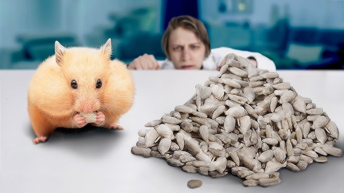 Киімдегі экстремалды секс Қара және ақ лесбиянка 69 позиция