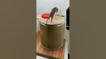 Shocking! Mice rush for rice grains, but it’s a trap? #catandmouse #funny #trending