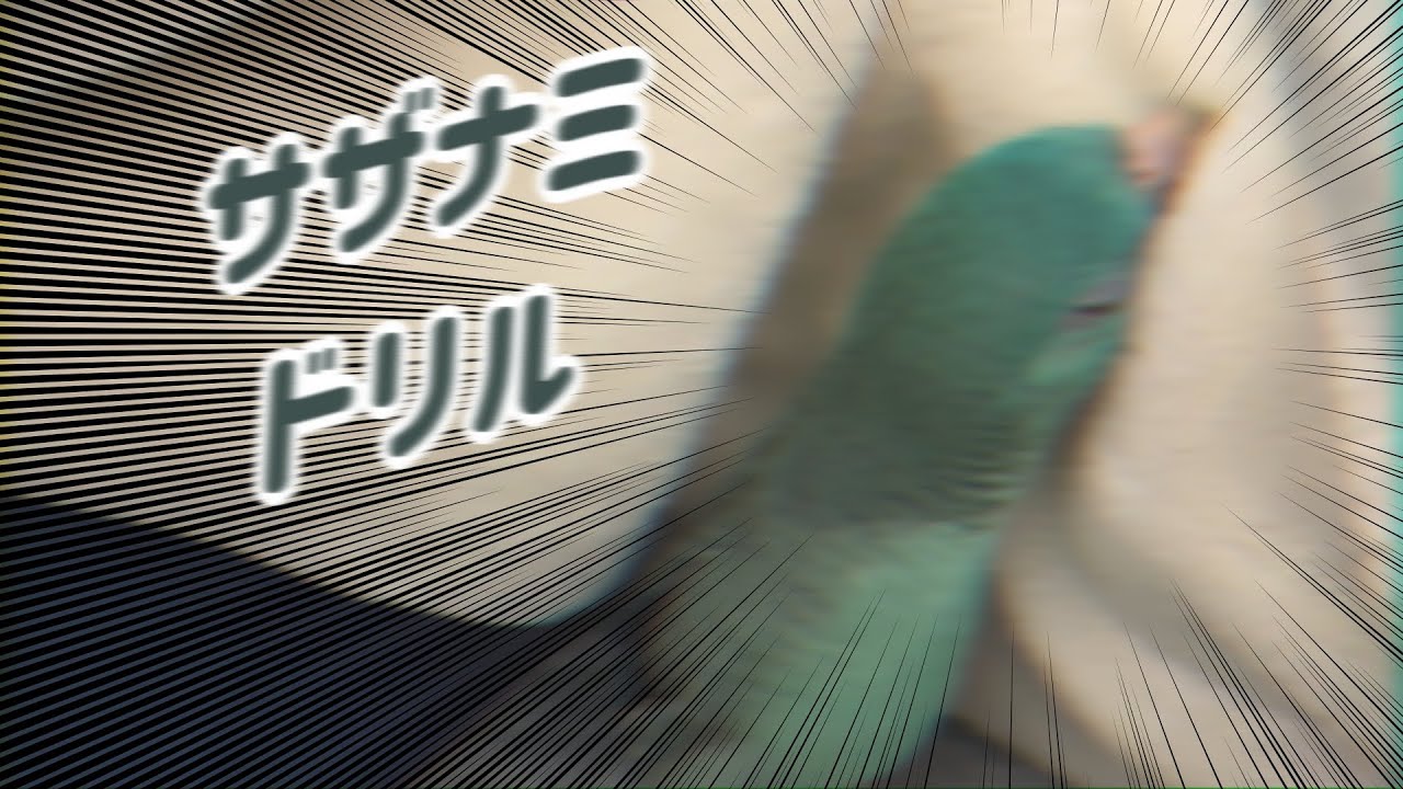 うちのサザナミインコのサザナミドリルです