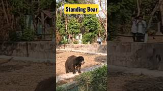 #bear  Bear Playing for Visitors /Milursus ursinus.#shorts #viral #youtubeshorts 09.03.23