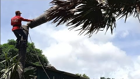 anh thợ cưa hạ cây thốt nốt bốn mươi năm tuổi cao hai mươi mét ở bãi xe chở đa cô tô