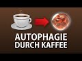 Autophagie durch kaffee  kaffee regt die autophagie an  autophagieauslser kaffee 