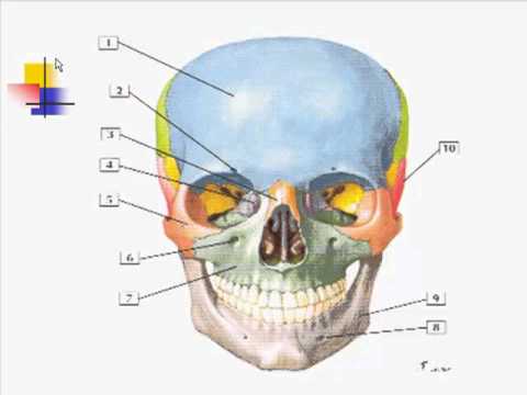 osteology of skull part II Sept 2010 - YouTube