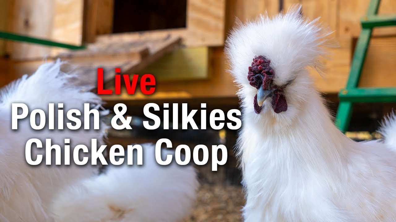 Farm Fresh Friday LIVE: Relaxing with Polish & Silkies