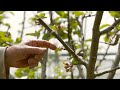 The IMPORTANCE of Summer Pruning an Apple Tree -  Part 2 of 2