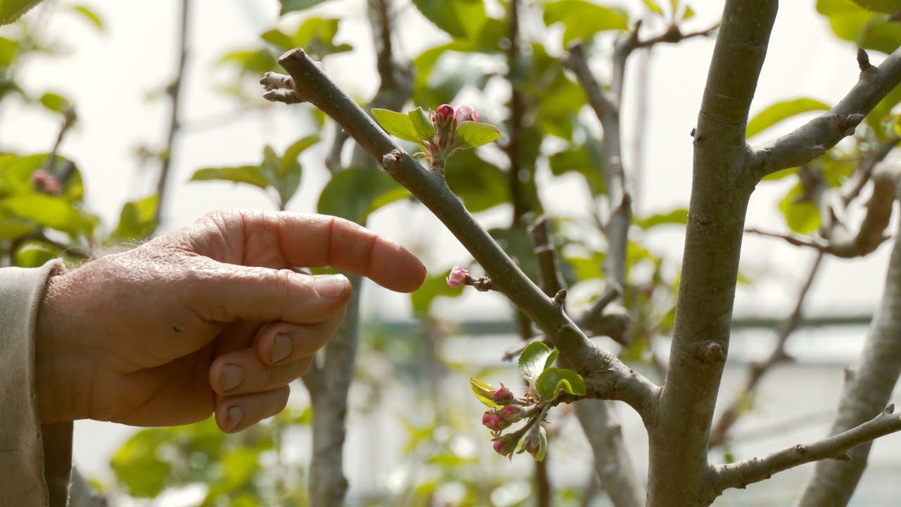 The IMPORTANCE Of Summer Pruning An Apple Tree Part 2 Of 2 YouTube the-importance-of-summer-pruning-an-apple-tree-part-2-of-2-youtube