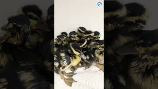 What&#39;s inside the incubator?!