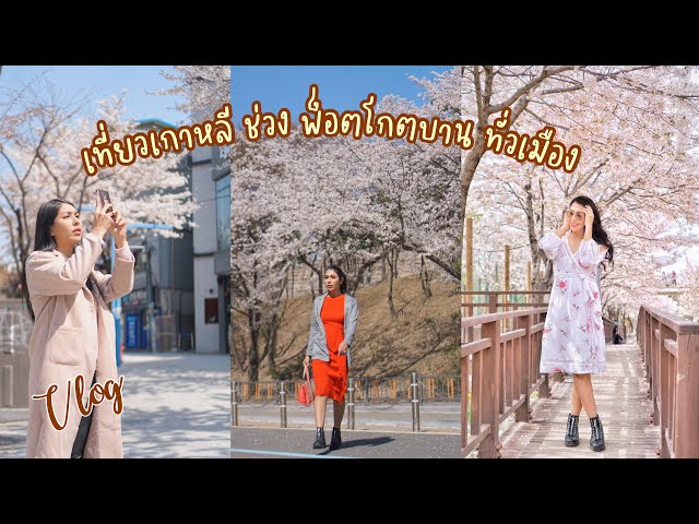 Vlog Korea :: มือใหม่ หัดเที่ยวเกาหลีด้วยตัวเอง ช่วงซากุระ(พ็อกโกต)  ขึ้นรถไฟ ช้อปปิ้ง เช่าชุดฮันบก - Youtube