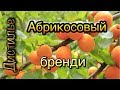 Абрикосовый бренди.