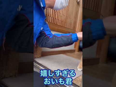 佐川急便さん!おいも君顔写ったよ!【柴犬】