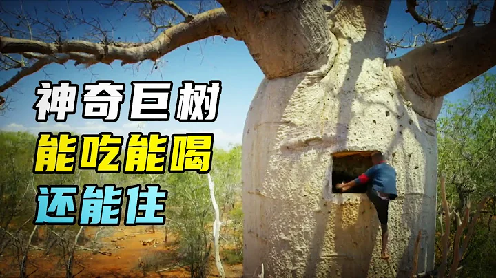 非洲“生命之树”，一棵能存8吨水，寿命长达5000年 - 天天要闻