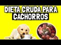 Alimento crudo para cachorros - ¿A qué edad puede comenzar a comer dieta BARF?