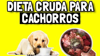 Alimento crudo para cachorros  ¿A qué edad puede comenzar a comer dieta BARF?