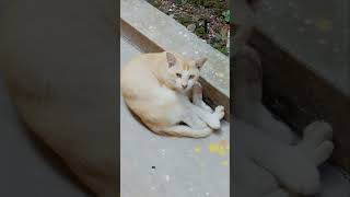 HOLA BILAI CAT chillax?? AFTER EATING MOUSE ? PUPPY LOVE P 3