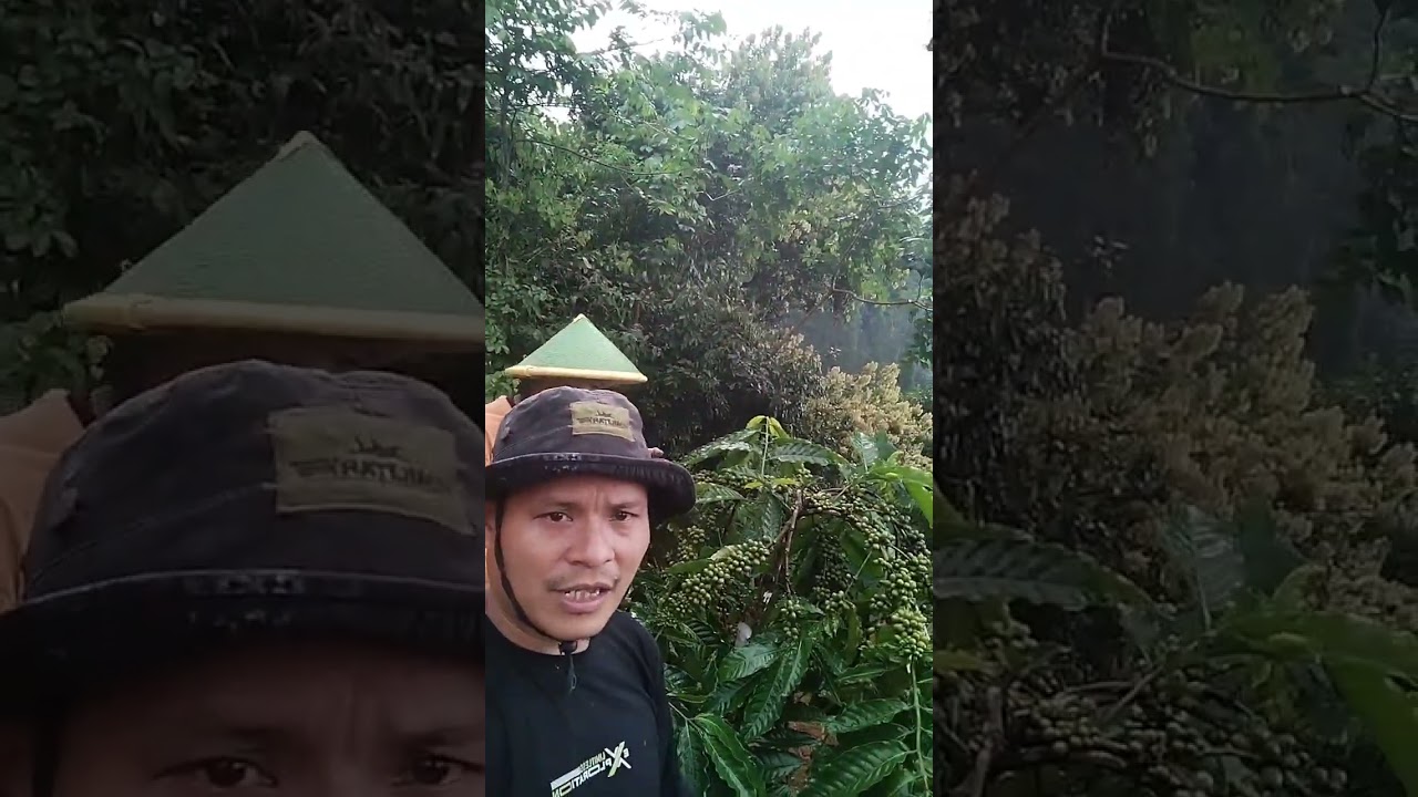 kopi robusta pesangkalan milik mas mistar petani muda desa. 