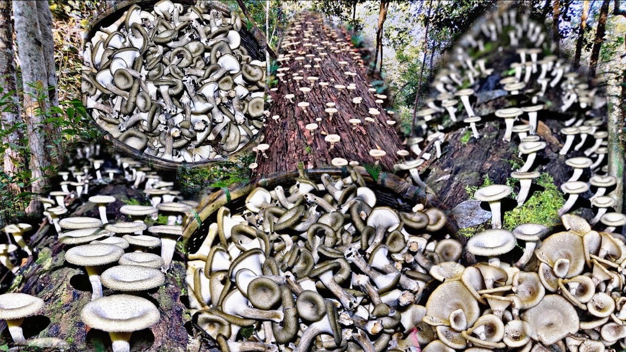 โพดโพลังการเห็ดบดเห็ดลมบินทุกขอนเต็ม 1 ตะกร้ากับอีก 2 ถุงครับ/2/ธ.ค/68