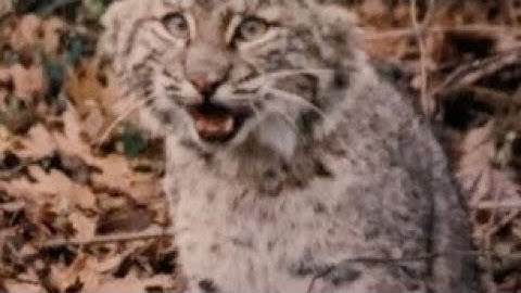 Fantastic Deadly Bobcat Cubby Tips. #bobcattrapping #trapper #trapping #predatorcontrol