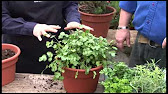 Tomatoes and what I do.