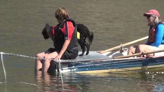 Lily Portuguese Water Dog at the Water Trial Working Water Dog