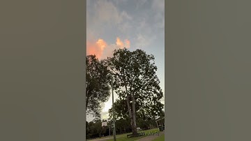 Những công viên đầy rẩy chim ở Úc #bir