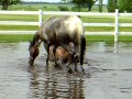 Horses playing in the water