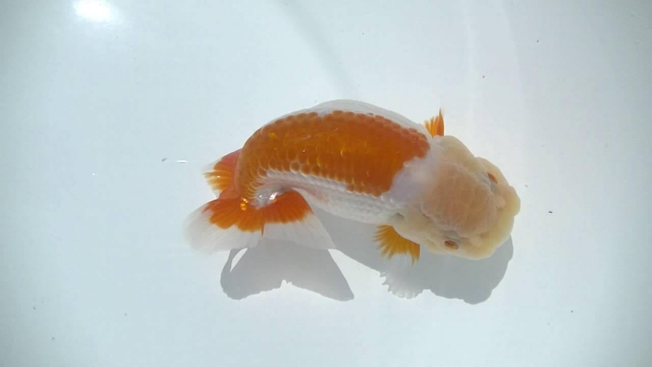 camera iphone 8 plus apk 00033