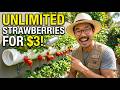 $3 PVC Pipe Grows 30 Strawberries on Any Wall. The $60 Planter Is the Exact Same Thing